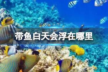 神奇海洋带鱼8.8最新 带鱼浮在海水中层还是海底