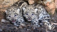 一眼高分！《雪豹和她的朋友们》豆瓣8.3分