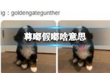 你说爱我尊嘟假嘟 尊嘟假嘟梗意思