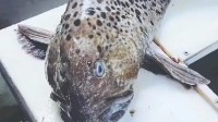 俄罗斯海岸惊现深海恐怖怪鱼 满嘴利牙像外星生物