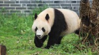 野生大熊猫被偶遇下一秒拔腿就跑 要警惕：它是熊