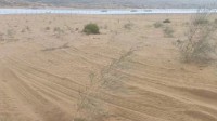 腾格里沙漠治沙植物被车碾轧 管护方：车辆冲断围栏轧毁