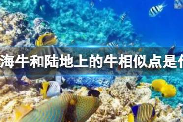 神奇海洋今日答案10.11 海牛和陆地上的牛有什么相似点