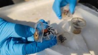 海关查获5380只吸血鬼蟹：外来物种 俗称恶魔蟹