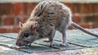 美国纽约老鼠已泛滥成灾 有APP推出"老鼠探测"功能