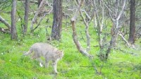 四川达古冰川首次发现荒漠猫：中国独有物种 又萌又凶
