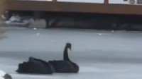 哈师大黑天鹅又被冻湖上了 已被冻两天仍未救出