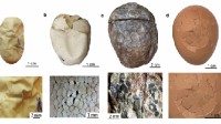 科学家揭密最早的恐龙蛋是软蛋：跟硬壳鸡蛋大不同