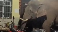 云南一网友吐槽大象频繁进家 3个月来3次吃完就溜
