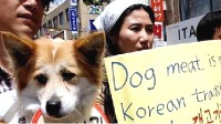 韩国拟推禁食狗肉法案 狗肉养殖户威胁放生200万只猎犬