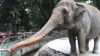 “全球最孤独大象”去世 享年49岁