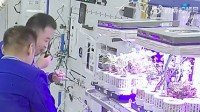 干净又卫生！"太空菜园"收菜了：航天员边摘边吃