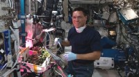 空间站番茄失踪案告破！NASA宇航员"洗刷冤屈"
