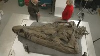 1.5亿年前水下顶级掠食者 英国发现"水下暴龙"化石
