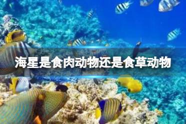 以下哪种海洋动物喜欢跃出海面 神奇海洋12月25日答案最新