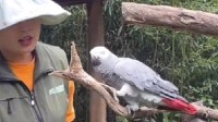游客在动物园被鹦鹉骂了 工作人员:在努力矫正