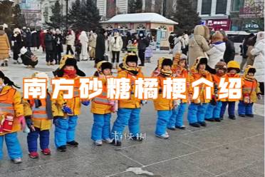 南方砂糖橘梗介绍