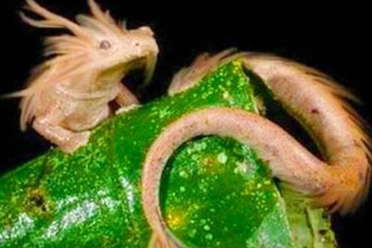 它7年不吃不动12年交配一次！24张神奇的“活久见”照片分享