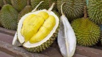 医生建议榴莲1天最多吃1瓣  价格大跳水 营养价值太高了
