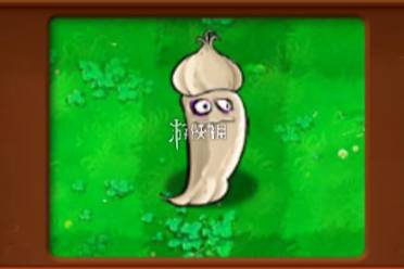 植物大战僵尸杂交版大蒜辣椒属性介绍讲解