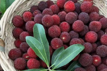 专家：杨梅是很有营养的水果 对减肥人士非常友好 讲解