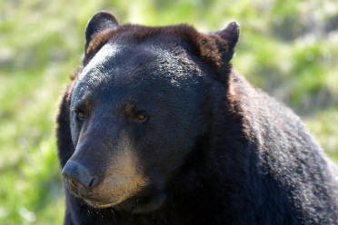 狂奔5公里保命？一男子上山采菌被熊咬掉一半鼻子