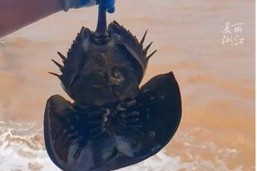 海洋活化石 面临灭绝 渔民误捕中国鲎果断放生