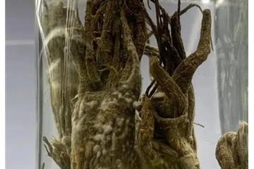 加强文物的除湿保护 广东潮湿到中医药博物馆展品发霉了