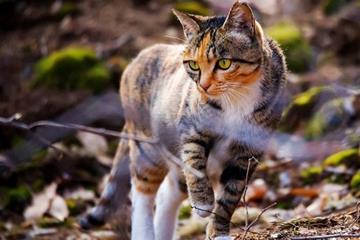 大量野猫被杀 新西兰猎野猫比赛引争议