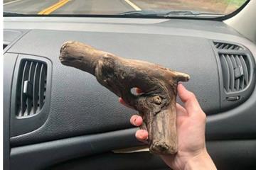 椰树表示不同意 大家快救帮主的囧图