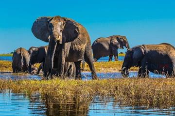 母象试图保护幼象 游客不听劝下车拍照被象群踩死