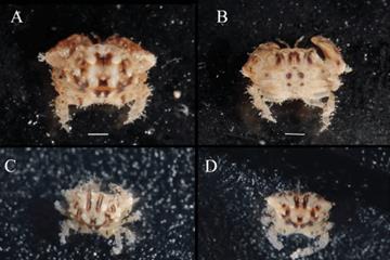 提莫！ 科学家以《LOL》英雄命名新螃蟹物种