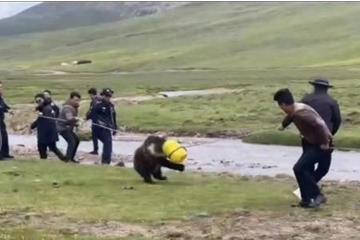 营救时“人和熊都很紧张” 300斤棕熊偷吃粮食头被卡塑料桶