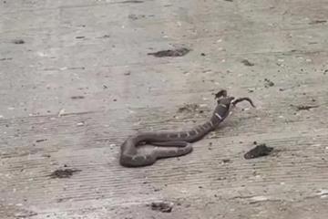 为颈棱蛇吞食蟾蜍 专家回应“天青牛蟒”再现凉山