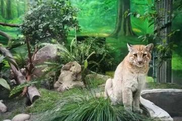 比大熊猫还珍贵 亚洲金猫“阿宅”去世