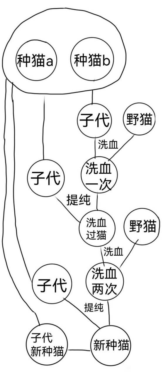 喵喵的结合，稳定中低近亲育种技巧
